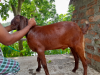 ছাগল goat